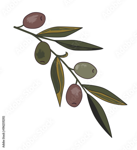 Hand drawn olive branch, isolated on a white background, olive branch painting. Vector illustration.