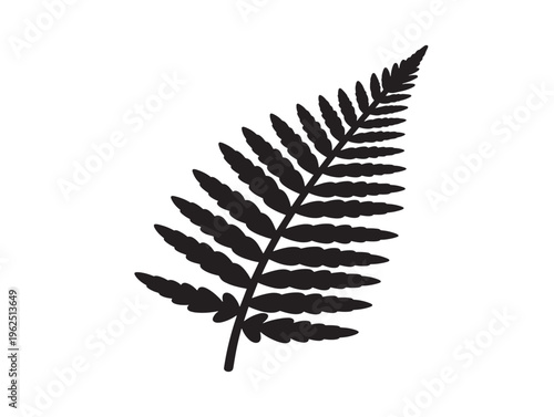 Beautiful fern frond silhouette with intricate leaf pattern design 
