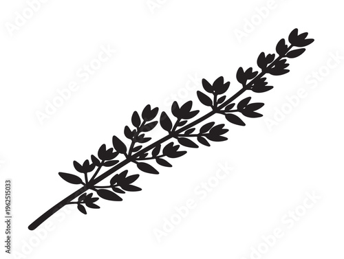 Natural thyme branch silhouette with minimalist botanical composition 