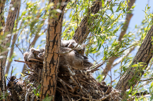 Grat Horned Owl on a Nest in a Cottonwood Tree in Arizona