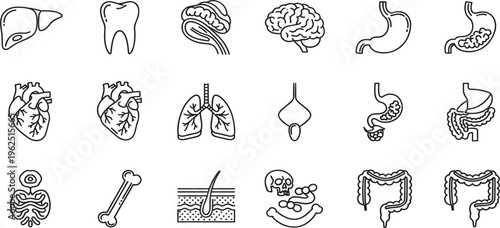 Human Anatomy Line Icon Set with Organs Including Brain, Heart, Lungs, Stomach, Liver, Intestines, Bone and Medical Education Illustration