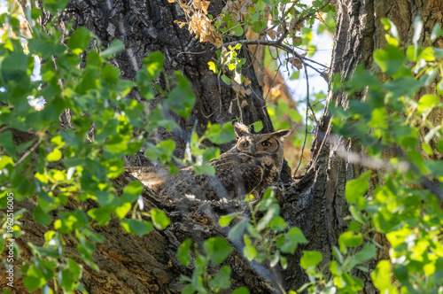 Grat Horned Owl on a Nest in a Cottonwood Tree in Arizona