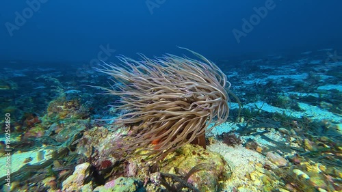 Deep underwater marine life - Aemone 43 meters depth