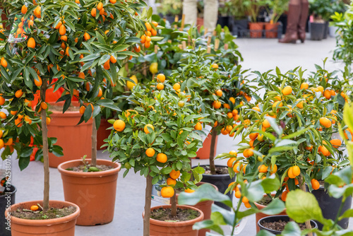Photography Potted kumquat and calamondin citrus trees for sale at market, Manifattura Tabac