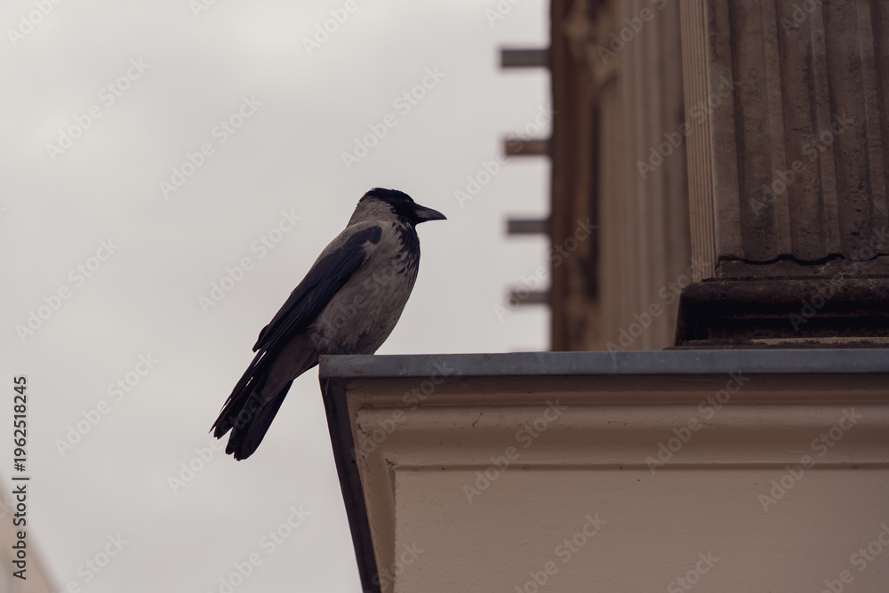 Naklejka premium Crow perched on building ledge against overcast sky. Bird's feathers dark, head slightly tilted. Urban wildlife moment, calm and observant. Perfect for architectural, nature, or cityscape themes