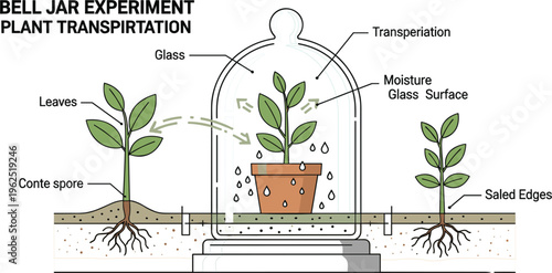 Bell Jar Experiment Plant Transpiration Illustration with Moisture Condensation, Leaf Water Loss Process, Botany Science Diagram and Laboratory Setup