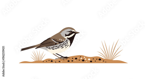 A small bird with brown and white feathers stands on a patch of brown ground with dry grass on a white background.