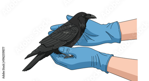 Two gloved hands gently cradle a black crow against a plain white background.