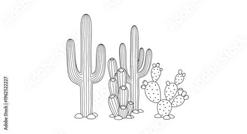 Three cactus plants in triangular arrangement with spines and flowers