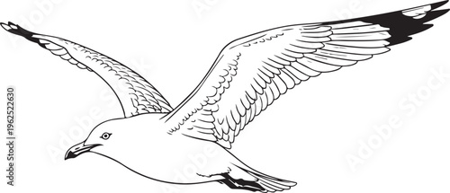 Seagull, flying bird, black and white illustration, vector icon