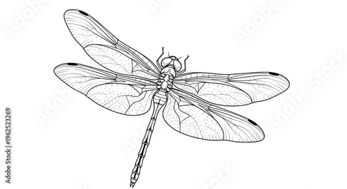 Black and white line drawing of dragonfly with spread wings