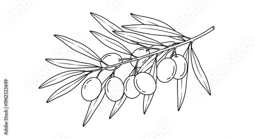 Black and white sketch of olive branch with ripe berries