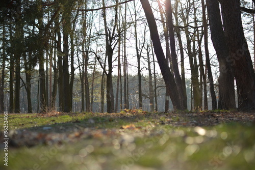 Tableau sur toile Ground level perspective of a sunny forest clearing with soft bokeh foreground