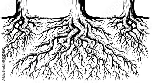 Black and White Illustration of Interconnected Tree Roots Underground