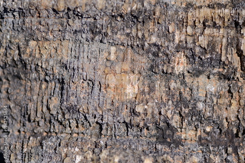 A lava stone structure that looks like a wooden bark.