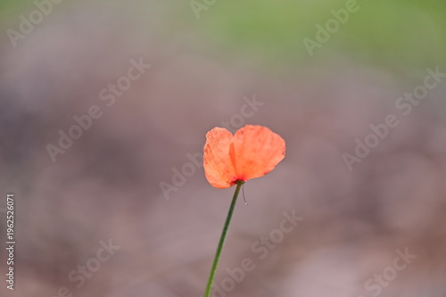 A wild poppy in front of a blurred, colorful background.