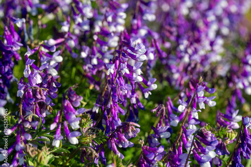 Foto Close up of purple hairy vetch flowers in sunny field in nature