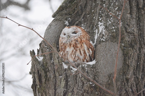 Foto great horned owl