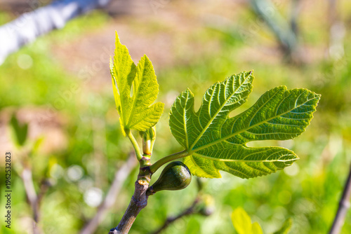 Close up of young green fig...