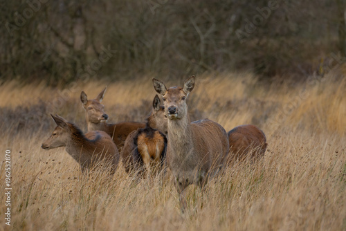 Φωτογραφία Red Deer (Cervus elaphus) at Cannock chase