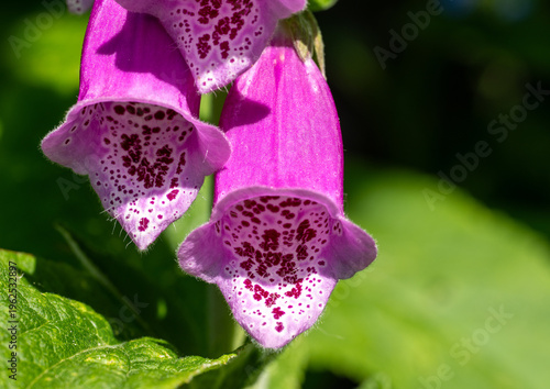 Canvas Print Close up of two pink sunlit foxglove flowers showing the purple markings and hairs inside