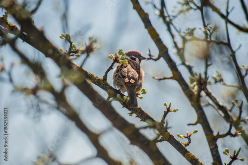 A field sparrow on a flowering tree branch