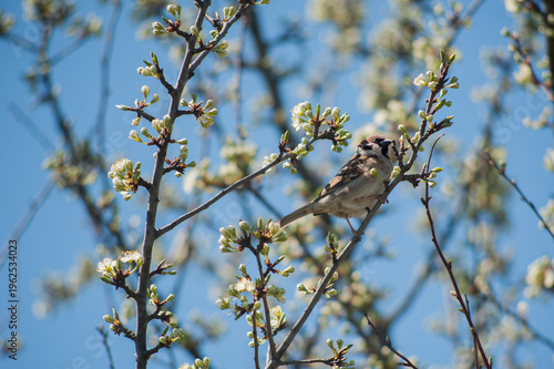 A field sparrow (Passer montanus) sitting on blooming tree branch