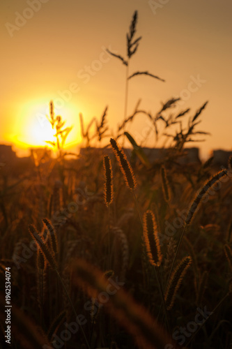 silhouettes of spikelets of grass illuminated by sunset