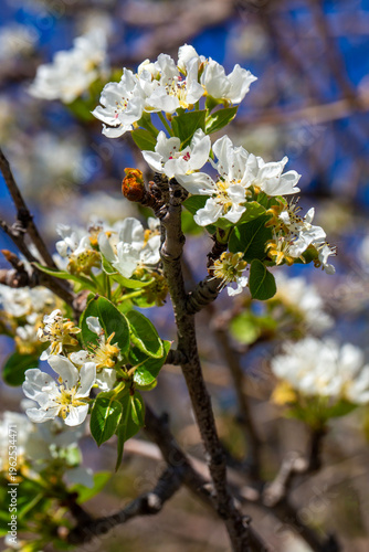 Close up of white pear tree...