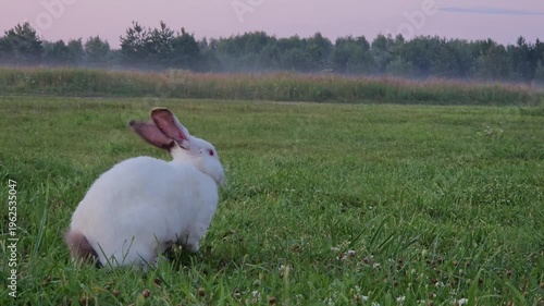 White rabbit is running through a field of grass. The rabbit is in the middle of the field and is running towards the right. The grass is tall and green, and the sky is a beautiful shade of pink