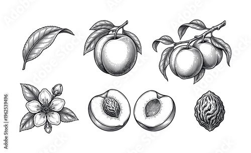Vintage botanical peach illustration set. Hand-drawn engraving style fruit, flower, leaf, and seed elements. Perfect for packaging, menus, or classic design projects.