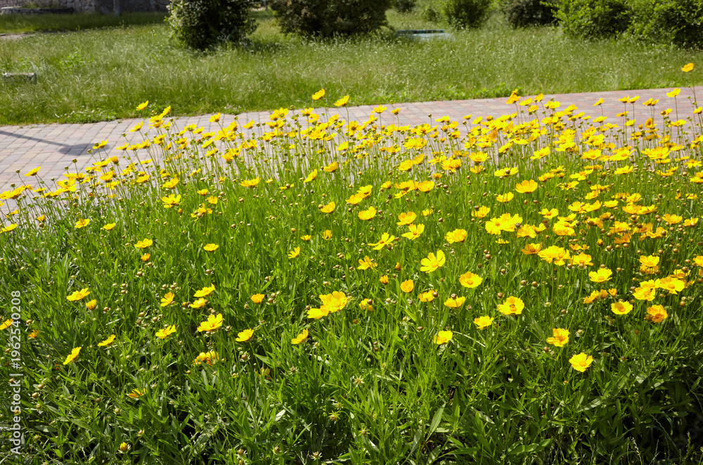 Obraz premium Beauty coreopsis flowers in the summer city park. Yellow large flowered tickseeds or common coreopsis in the garden. Blur background, selective focus. Family name Asteraceae, Scientific name Coreopsis