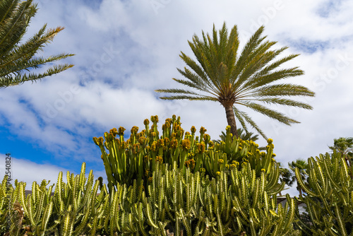 Euphorbia ingens (great spurge) an impressive, long-lived succulent from Africa with a columnar, candelabra-like shape