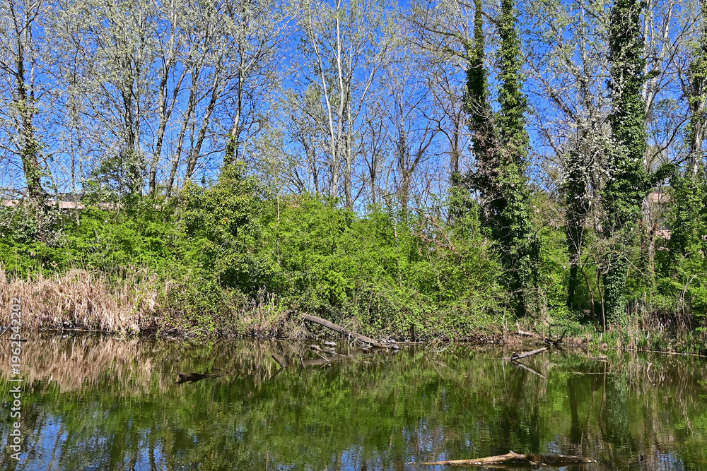 Obraz premium Basiglio, primavera in fiore nei laghi di Basiglio, Lombardia, Italia,