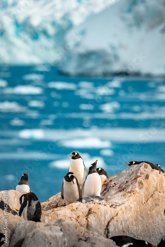 Quadro em tela Gentoo Penguin Colony on Rocky Shore with Glacial Ice and Blue Ocean Background,