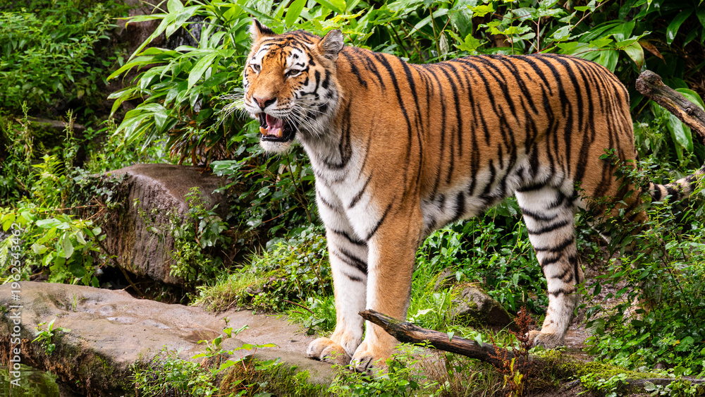 Fototapeta premium Tiger in natural habitat walking in lush green jungle, wildlife predator close-up