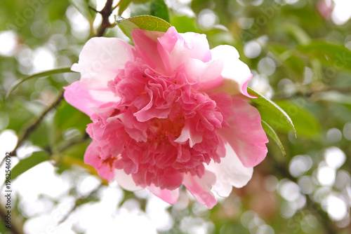 A double peony form pink and white camellia williamsii  ‘Ballet Queen variegated’ in flower.