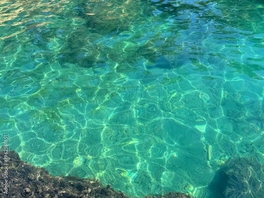 Fototapeta premium Clear sea water with underwater algae.
