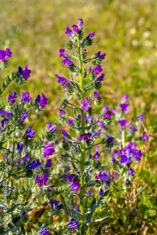 Obraz premium Purple vipers bugloss Echium vulgare wildflowers blooming in sunny field in spring
