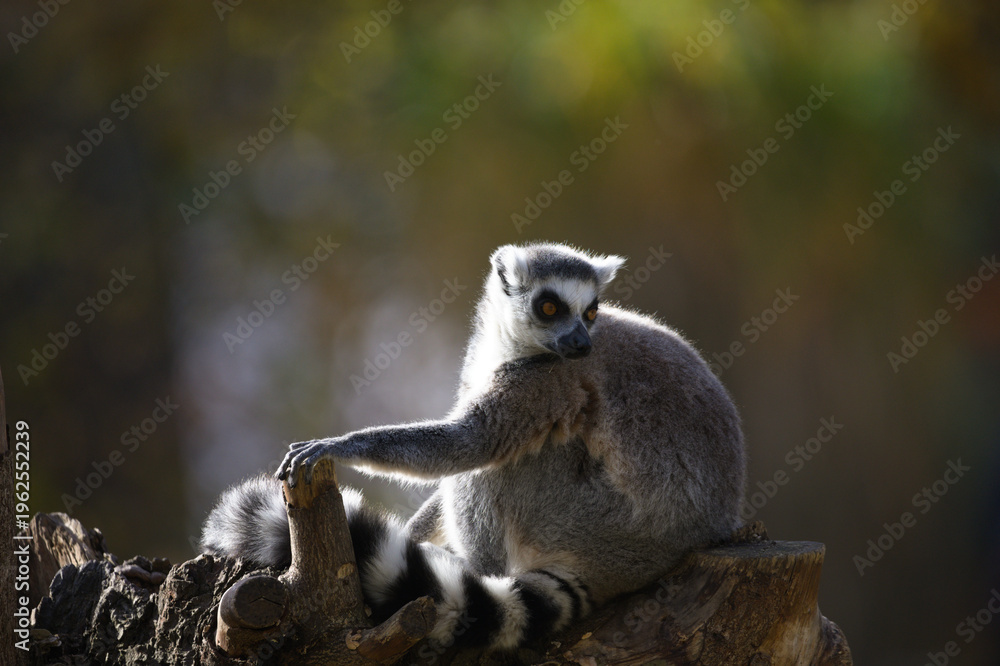 Naklejka premium Ring Tailed Lemur Sitting Gracefully