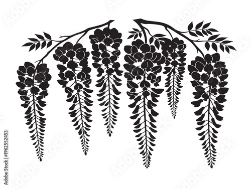 Beautiful wisteria hanging silhouette vector for dreamy garden and wedding themes