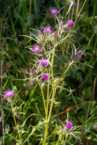 Purple Syrian thistle Notob...