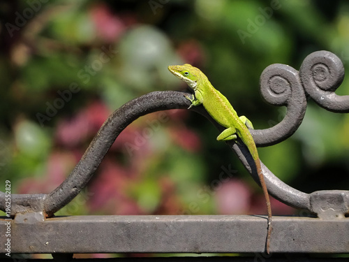 Canvas Print Red anole lizard climbing on ironwork blowing up red throat sack showing non-verbal dominance language