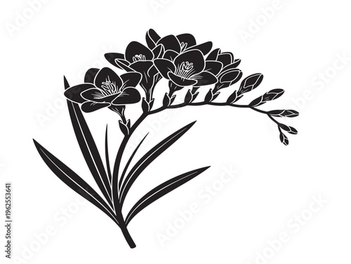 Elegant freesia stem silhouette vector with slender graceful flower spikes