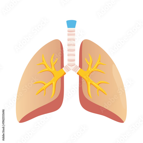 Illustration of human lungs with trachea and bronchi, depicting respiratory system