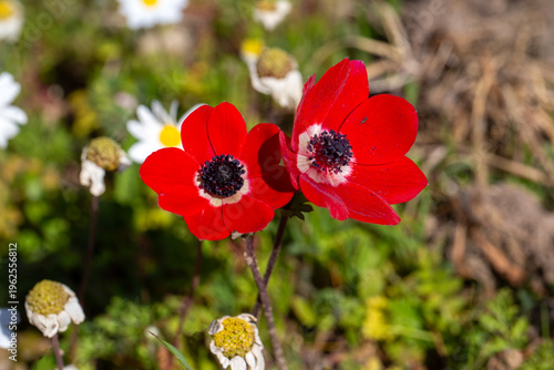 Close up of red anemone cor...