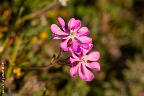 Close up of pink Silene colorata wildflowers blooming in sunny field in spring