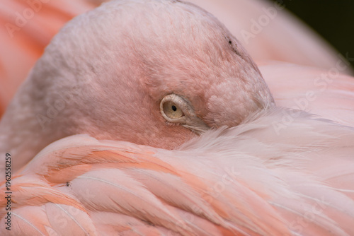 Greater flamingos standing on a green meadow near the water close up portrait feathers
