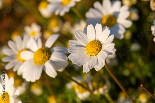 Close up of wild chamomile ...
