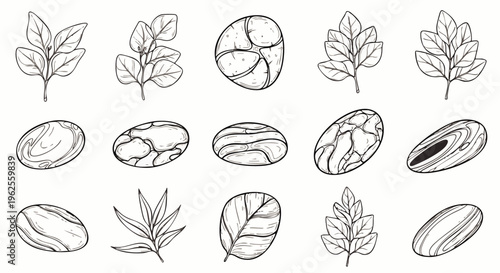 Collection of hand-drawn botanical elements featuring various leaves and organic seed pods, perfect for natural and eco-friendly designs. Vector illustration.